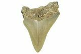 Serrated, Juvenile Megalodon Tooth - North Carolina #376553-1